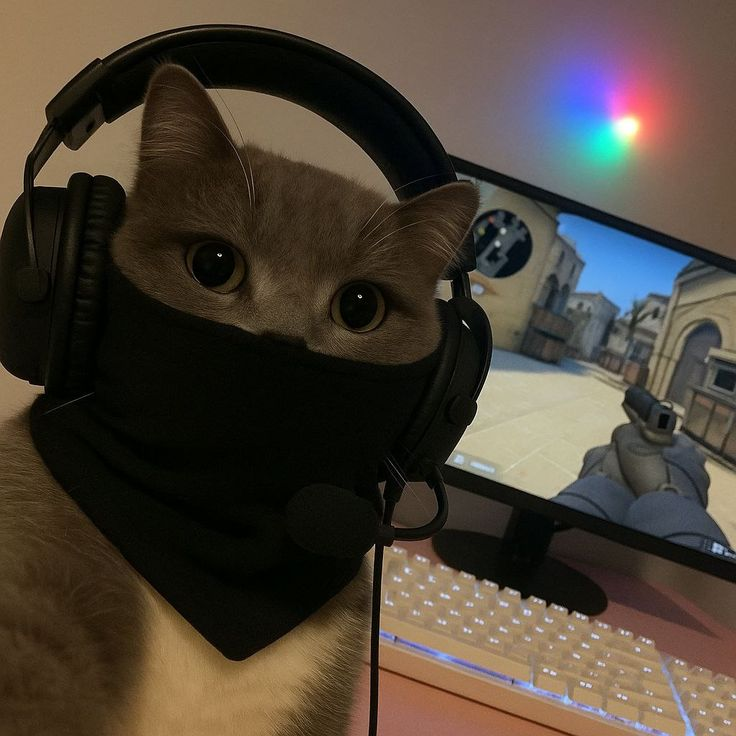 cat.png